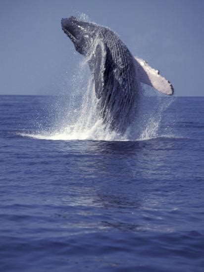 Viralhog published february 1, 2021 234 views. 'Humpback Whale Breaching' Photographic Print - Michele ...