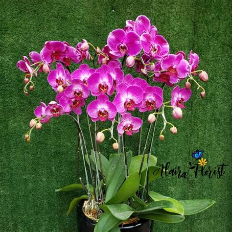 Rangkian 5 Anggrek Bulan Collection Alaira Florist