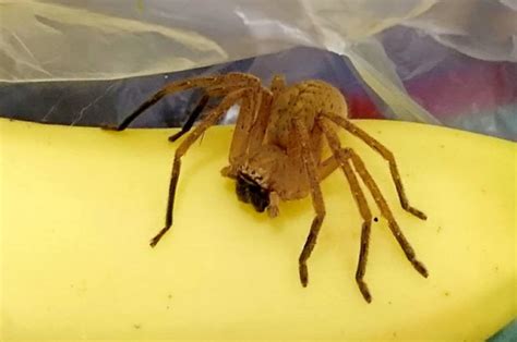 Asda Spider Worlds Most Venomous Spider Found In Pack Of Bananas