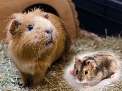 Hamsters And Guinea Pigs Can They Live Together Petssquare