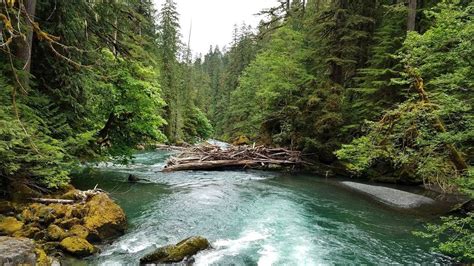 Hiking The Staircase Rapids Nature Trail In Olympic National Park Along