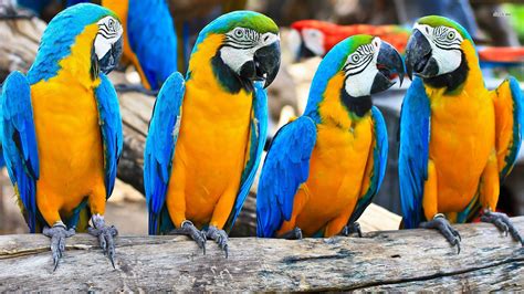 Blue And Gold Macaws With Green Winged Scarlet Macaw In Backaround
