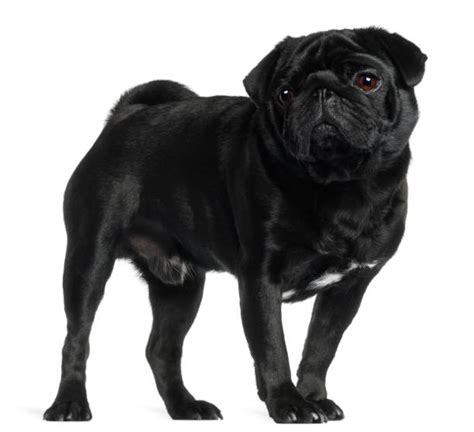 Black Pug Stock Photos Pictures And Royalty Free Images Istock