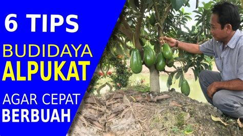 Ini Konsekuensinya Cara Budidaya Alpukat Agar Cepat Berbuah Youtube