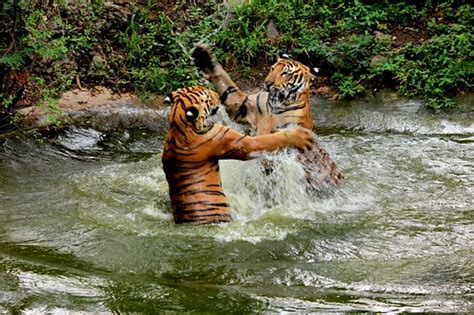 Tigers In Playful Mood Amatug Flickr
