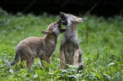 Two Grey Wolf Cubs Play Fighting Stock Image F0231926 Science