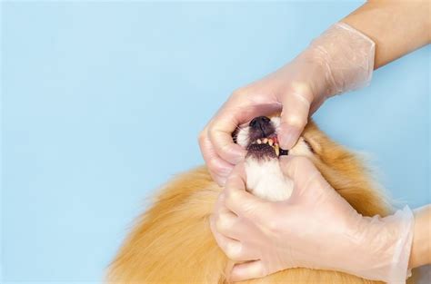 Premium Photo Dogs Have Problems With Oral Cavity Limestone