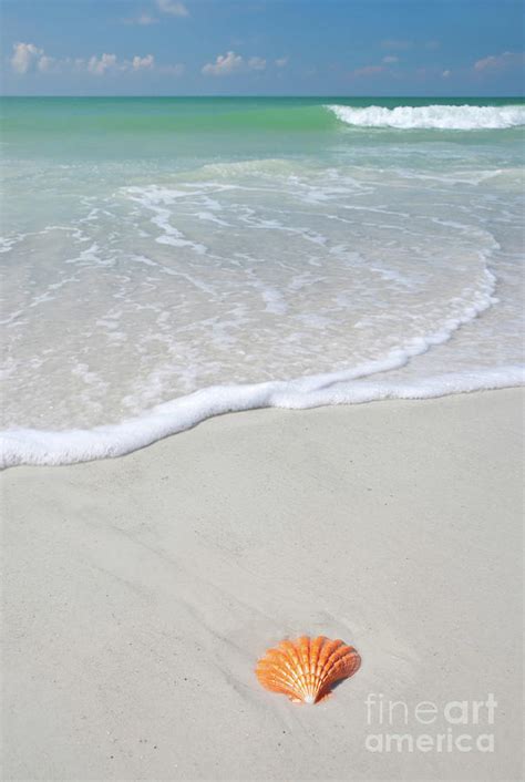 Seashell On The Beach Photograph By Mark Winfrey Fine Art America