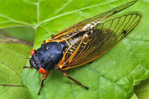 Free for commercial use no attribution required high quality images. Cicadas' Sounds | Terminix