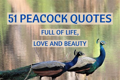 51 Peacock Quotes Full Of Life Love And Beauty