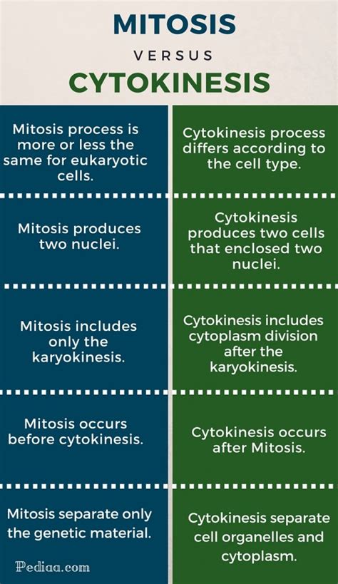 Plant And Animal Cell Mitosis Differences Plant Cell Animal Cell
