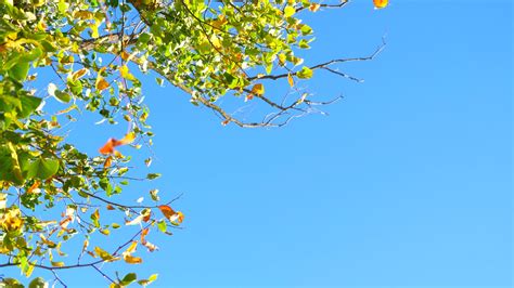 Blue Sky And Green Leaves Fresh Nature Oak Tree Background Beauty Stock