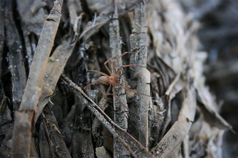 Recluse Spider Loxosceles Deserta Rspiders