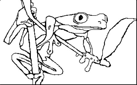 Coloring Book Red Eyed Tree Frog