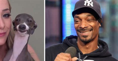 This Dog Looks Like Snoop Dogg Snoop Dogg Best Funny Images Funny