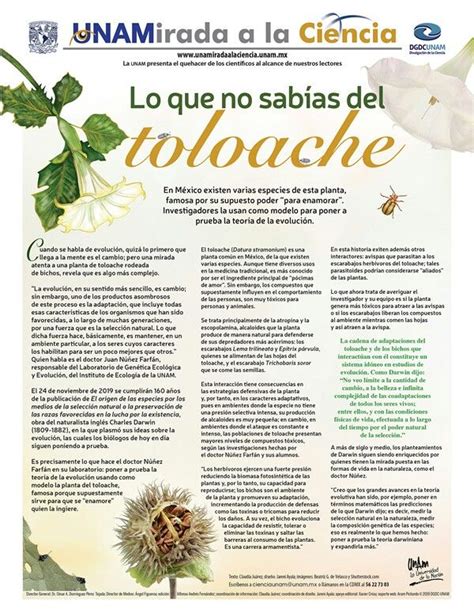 Lo Que No Sabías Del Toloache Jardineria Y Plantas Cultivo De