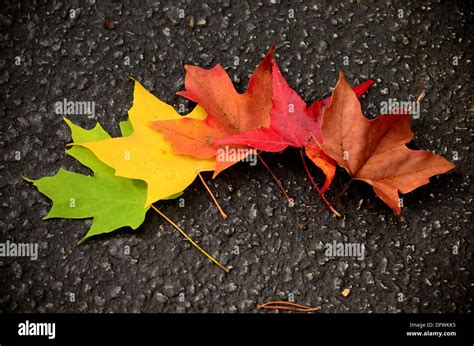 Beautiful Color Changes Of The Maple Leaves During The Autumn Or Fall