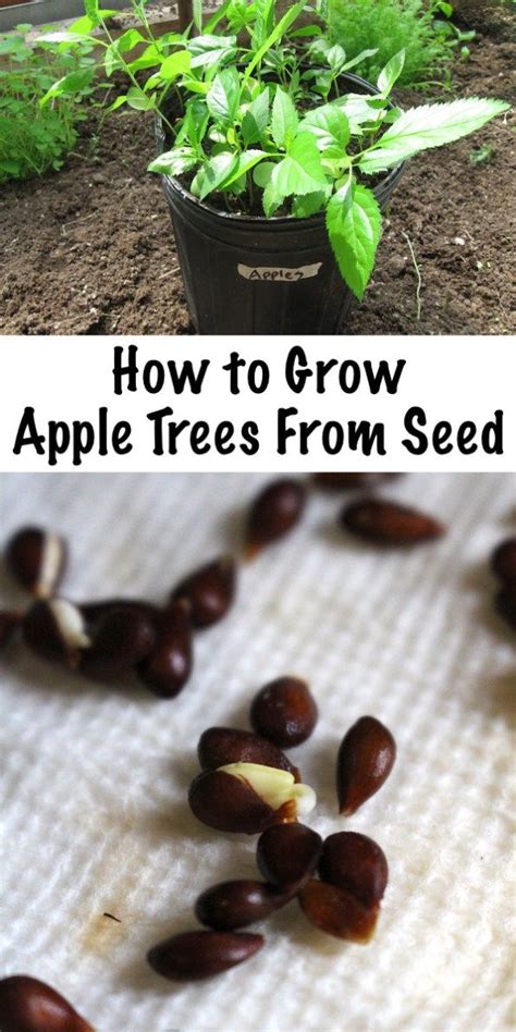 How To Grow Apple Trees From Seed Apple Tree From Seed Fruit Trees
