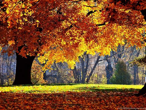 Fall Autumn Wallpapers Wallpapers Cave Desktop Background