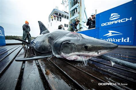 A Colossal Giant From The Deep Ocean Bites Enormous Great White Shark Making Scientists Wonder