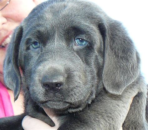 These playful puggle puppies are a designer mixed dog breed recognized by the achc. Labrador Retriever: 10 Things You May Not Have Known About ...