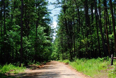 Dirt Country Road In Arkansas With Beautiful Pine Trees Stock Photo