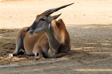 Free Images Wildlife Zoo Horn Africa Fauna Antelope Wild Animal