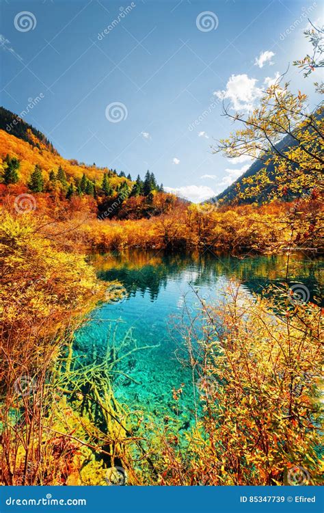 Autumn Forest Reflected In Amazing Pond With Azure Water Stock Image