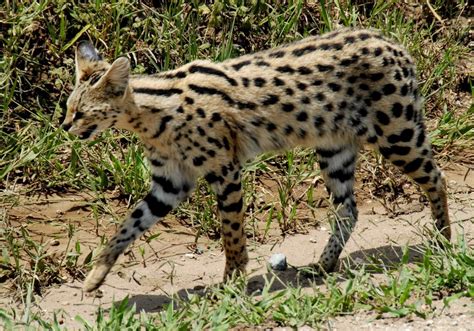 Serengeti Cat Information Health Pictures And Training Pet Paw