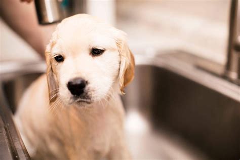 Golden retriever puppy's first bath | Golden retriever, Golden retriever puppy, Golden dog