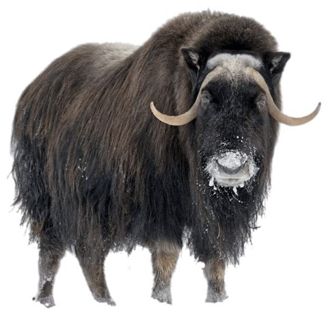 Download Musk Ox In Winter Transparent Png Stickpng