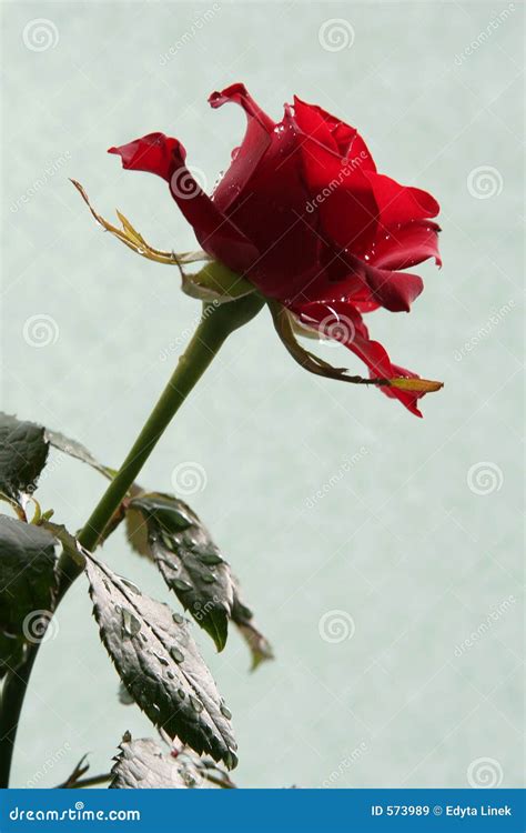 Sad Red Rose Royalty Free Stock Images Image 573989