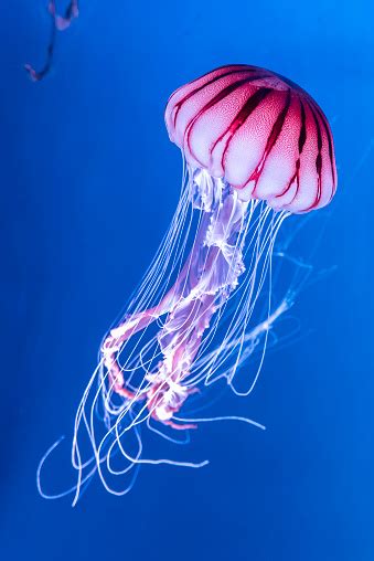 Pacific Sea Nettle Chrysaora Melanaster Jellyfish Vibrant Pink Against