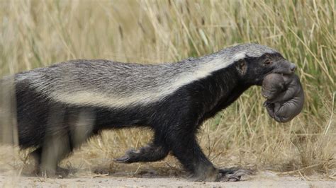 Honey Badger Mellivora Capensis Carrying Young Pup In He Flickr