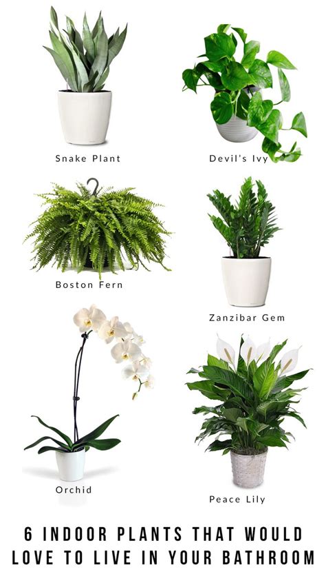 6 Indoor Plants That Would Love To Live In Your Bathroom