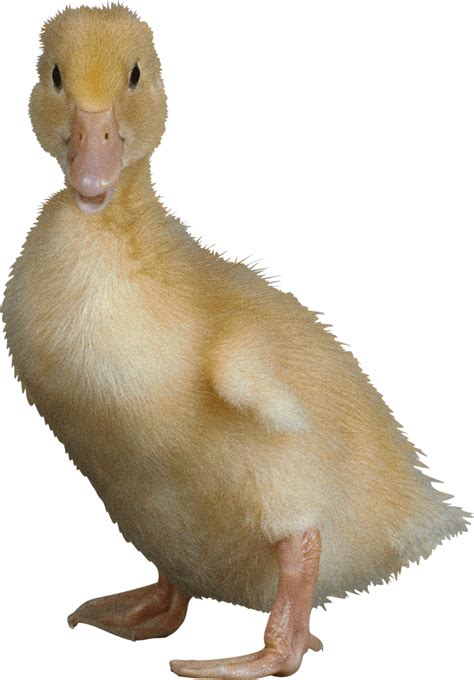 Png Transparent Duck Png Image Purepng Free Transpare