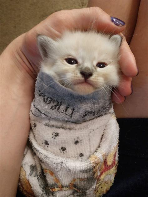 Fluffy Foster Kitten Purrito Rpurrito