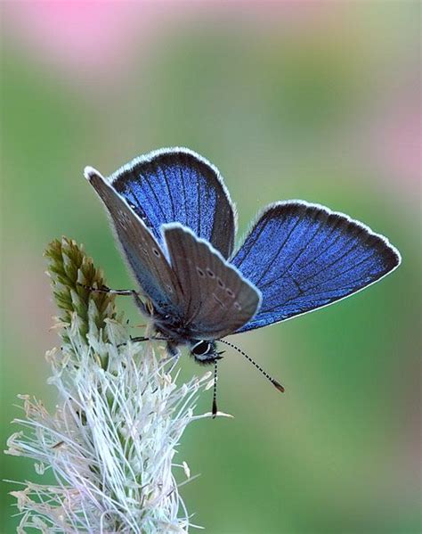 This Photo Depicts A Mazarine Blue Butterfly Clegg Exclusively