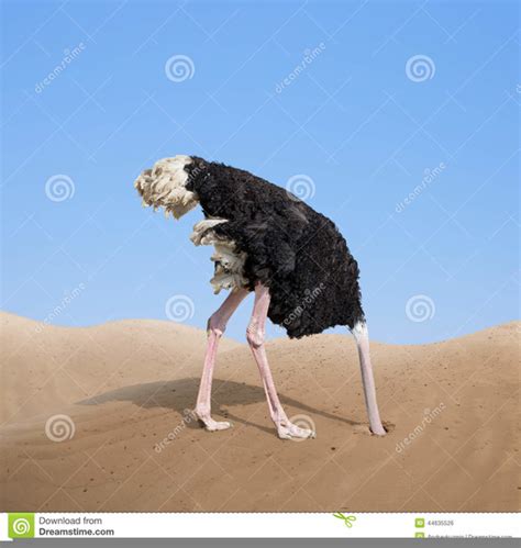 Ostrich Head In Sand Free Clipart Free Images At Vector