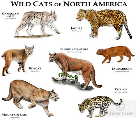 Wild Cats Of North America Fine Art Illustration Of The Me Flickr