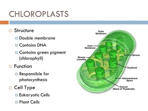 Chloroplast Andhikadewi