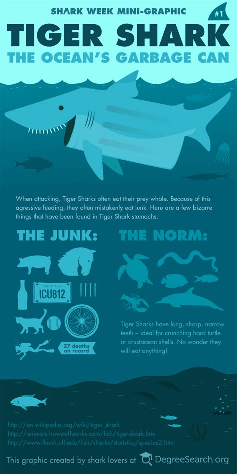 Shark Stomach Contents Infographics Visually