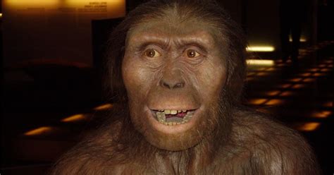 Lucy La Australopithecus El Fósil Que Lo Cambió Todo