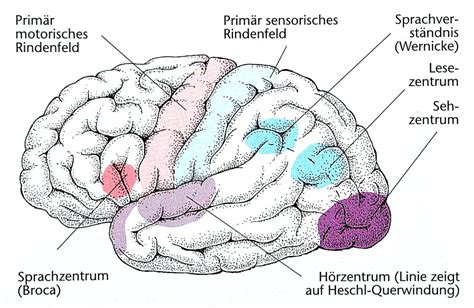 Funktionsfelder Des Cortex Cerebri