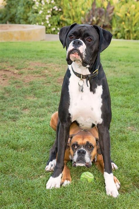 158 Best Funny Boxer Dog Pics Images On Pinterest Boxer