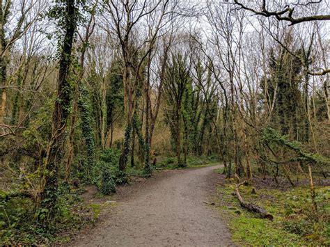 Knocksink Wood Nature Reserve Ireland Lifes Adventures