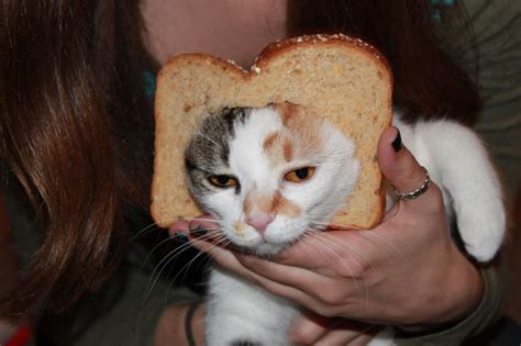 Breaded Cat Breakfast Food Bread