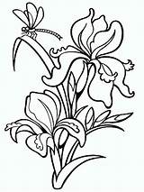Iris Coloring Pages Flower Color Print Printable Getcolorings sketch template