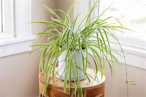 Spider Plant Care And Growing Guide