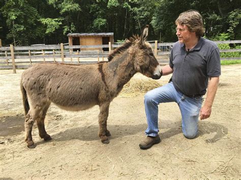 Beasts Unburden Mini Donkey Ranch Offers The Latest In Animal Assisted